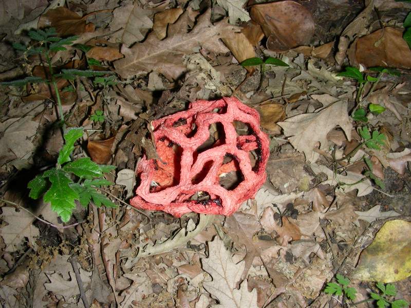 5) Fotografati il 16.06.2012. sotto Quecia